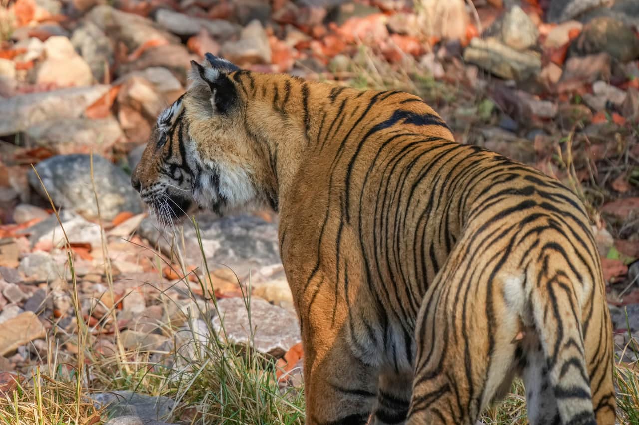 Tiger sighting during a Ranthambore wildlife safari