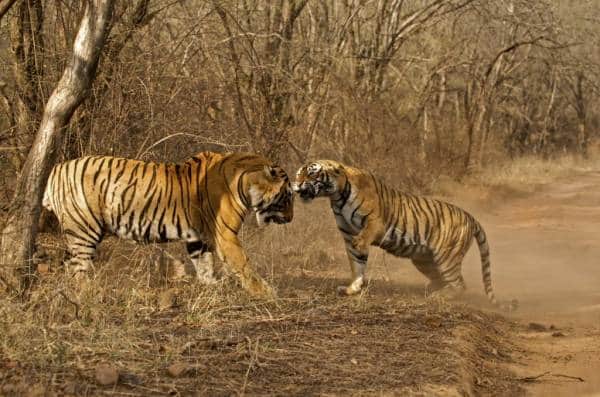 Spotted deer in Ranthambore National Park