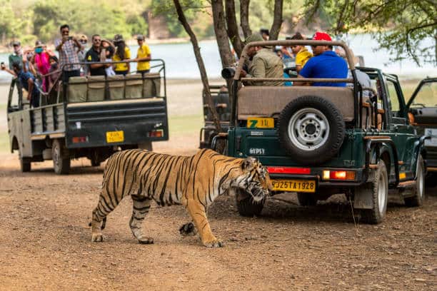 Safari jeep route through Ranthambore forest