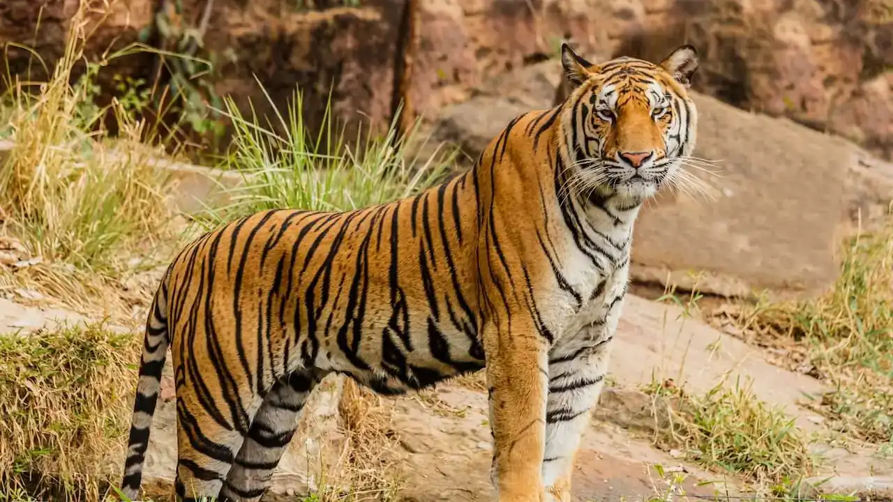 Tiger in Ranthambore National Park